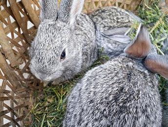 《消失的光芒：白金版》在德国被禁 欧服Switch eShop暂未发售 